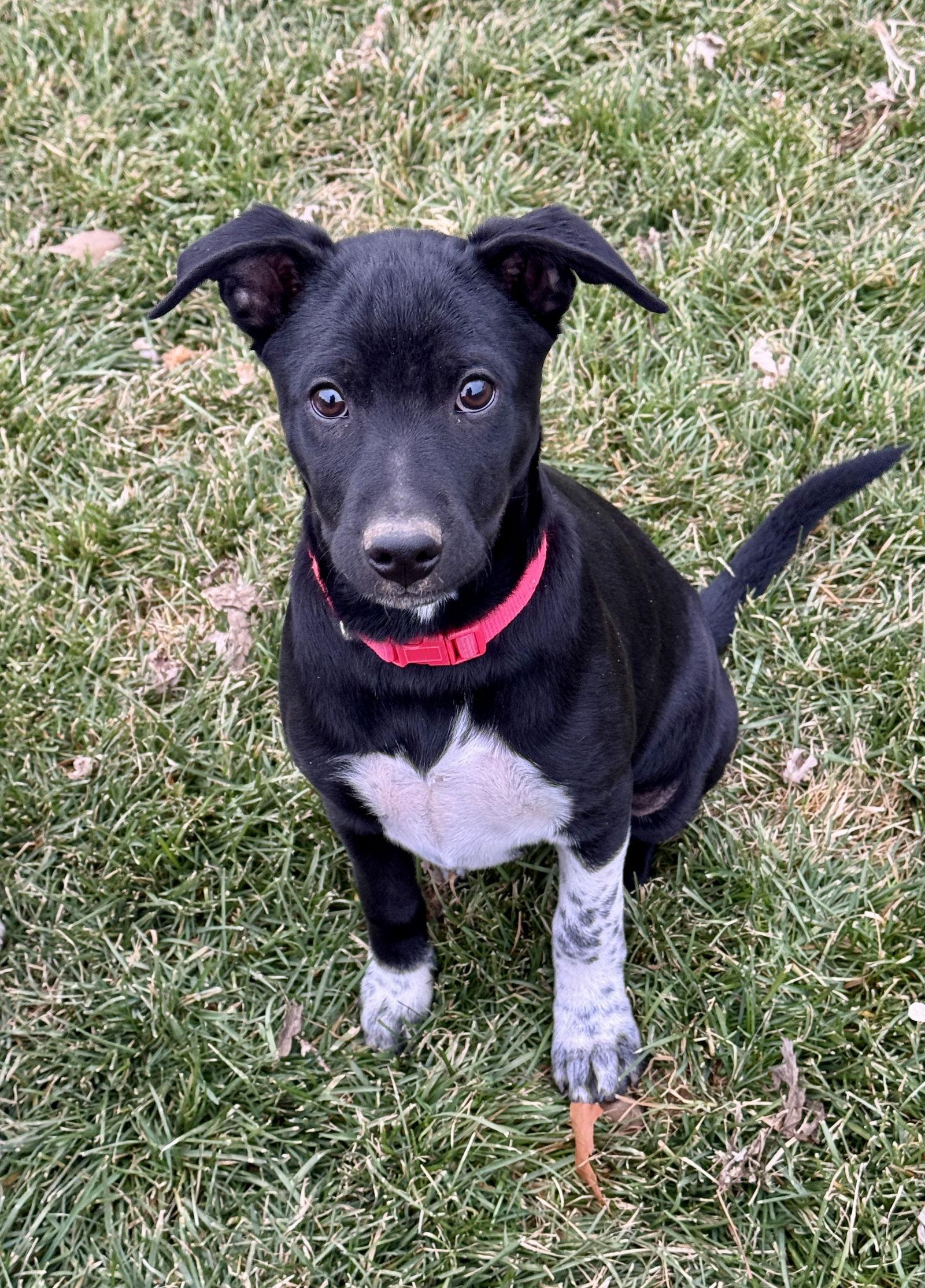 Gutterball, a Adoptable Cattle Dog in Salt Lake City, UT image 1/3