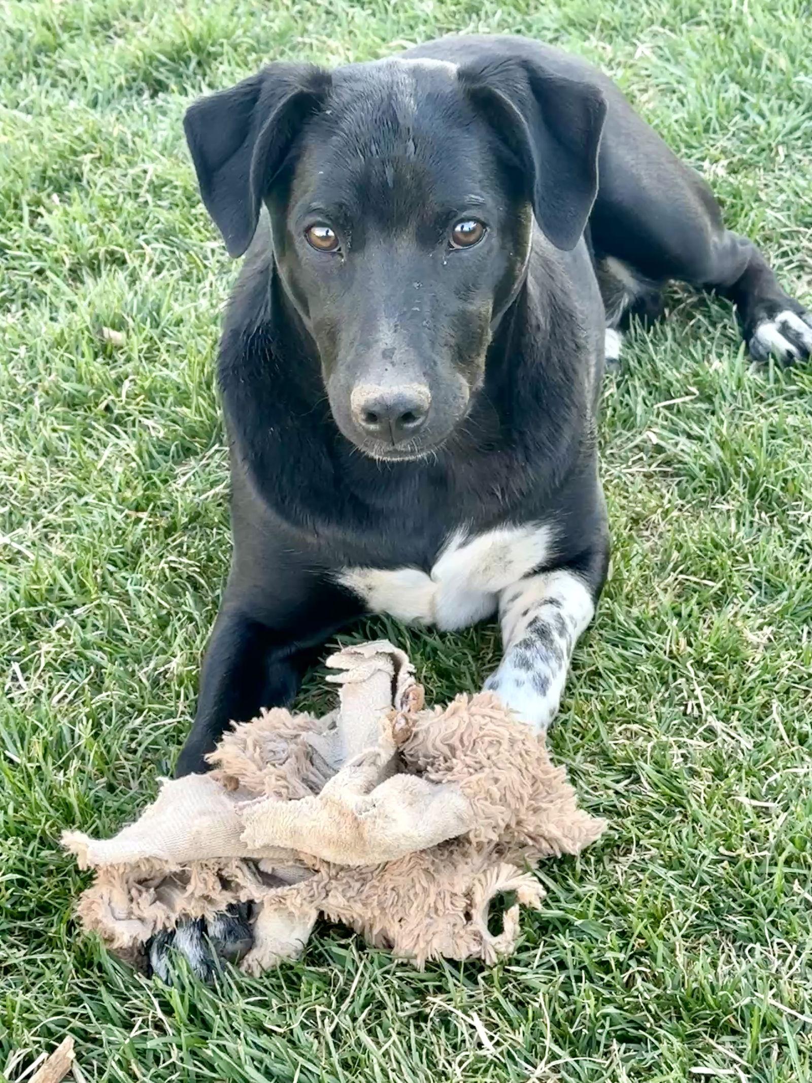 Gutterball, Adoptable, Puppy Male Cattle Dog.