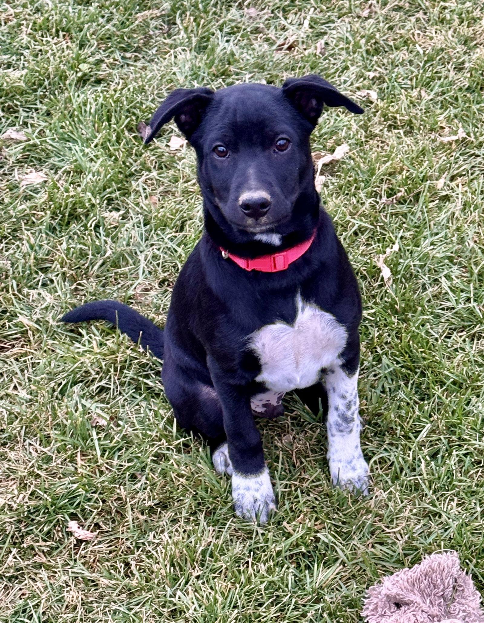 Gutterball, a Adoptable Cattle Dog in Salt Lake City, UT image 2/3