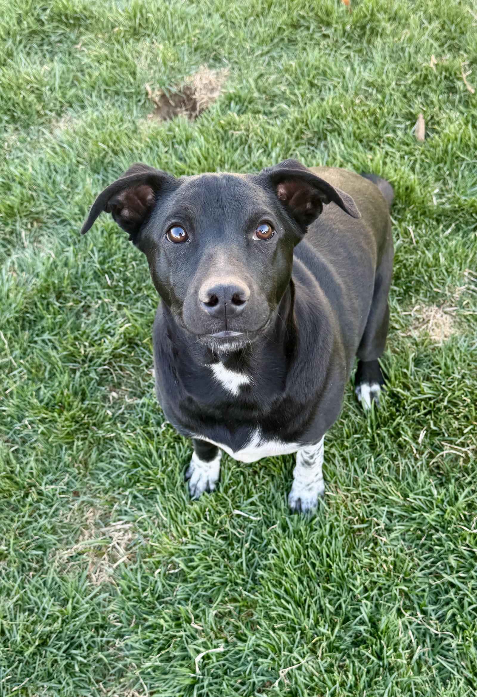 Enlarge Gutterball, a Adoptable Cattle Dog in Salt Lake City, UT image 2/3