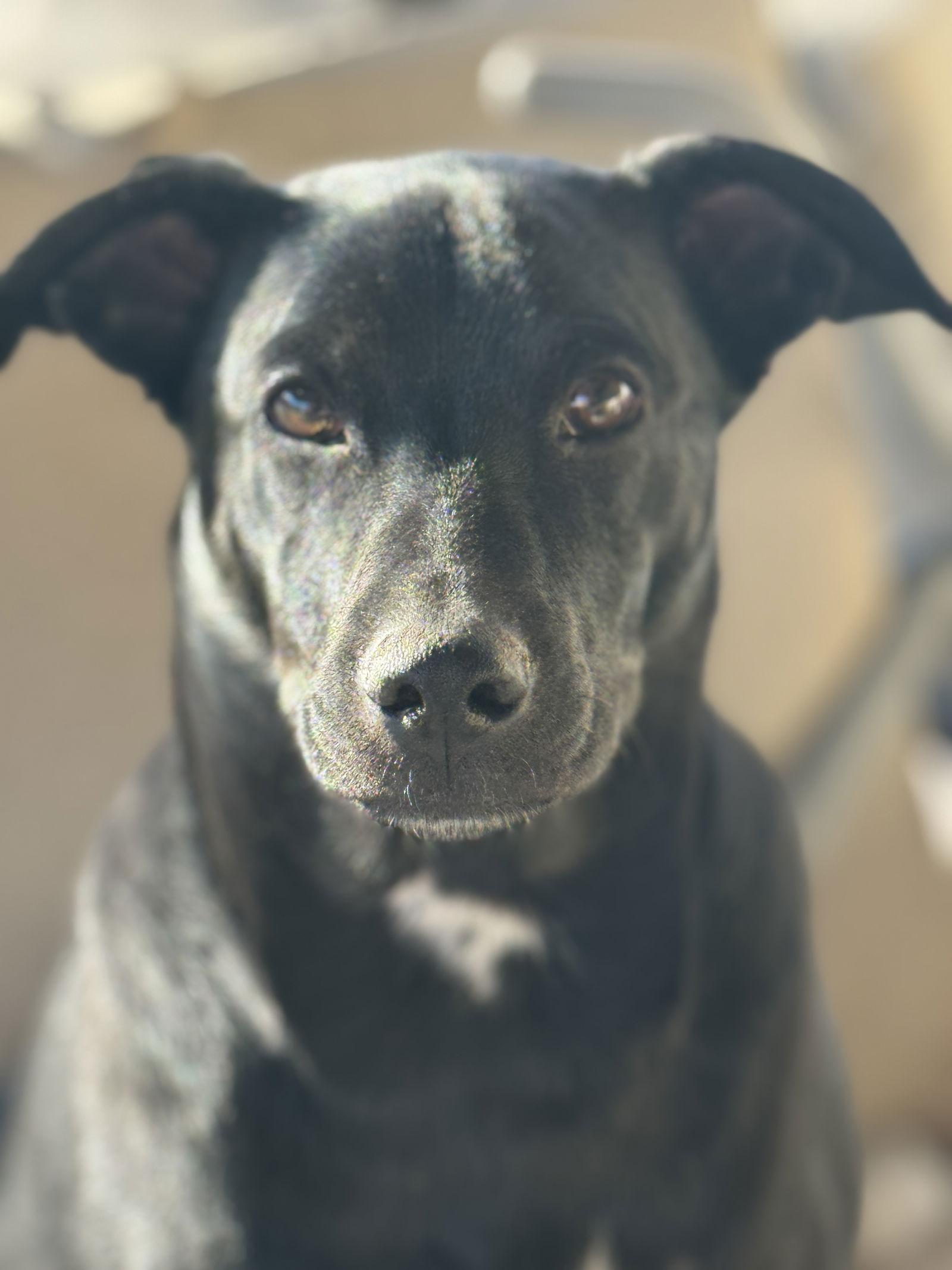 Enlarge Gutterball, a Adoptable Cattle Dog in Salt Lake City, UT image 3/3