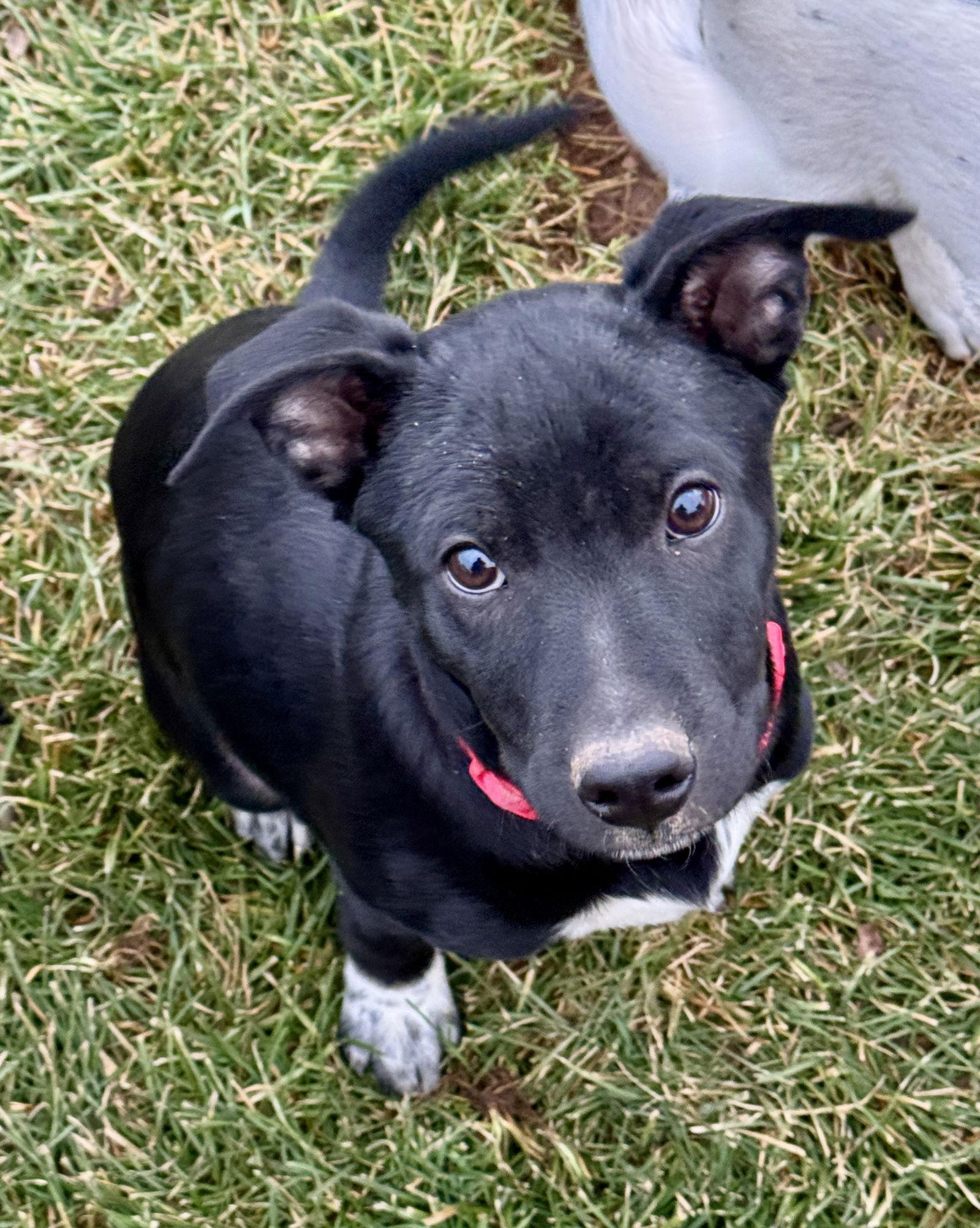 Gutterball, a Adoptable Cattle Dog in Salt Lake City, UT image 3/3