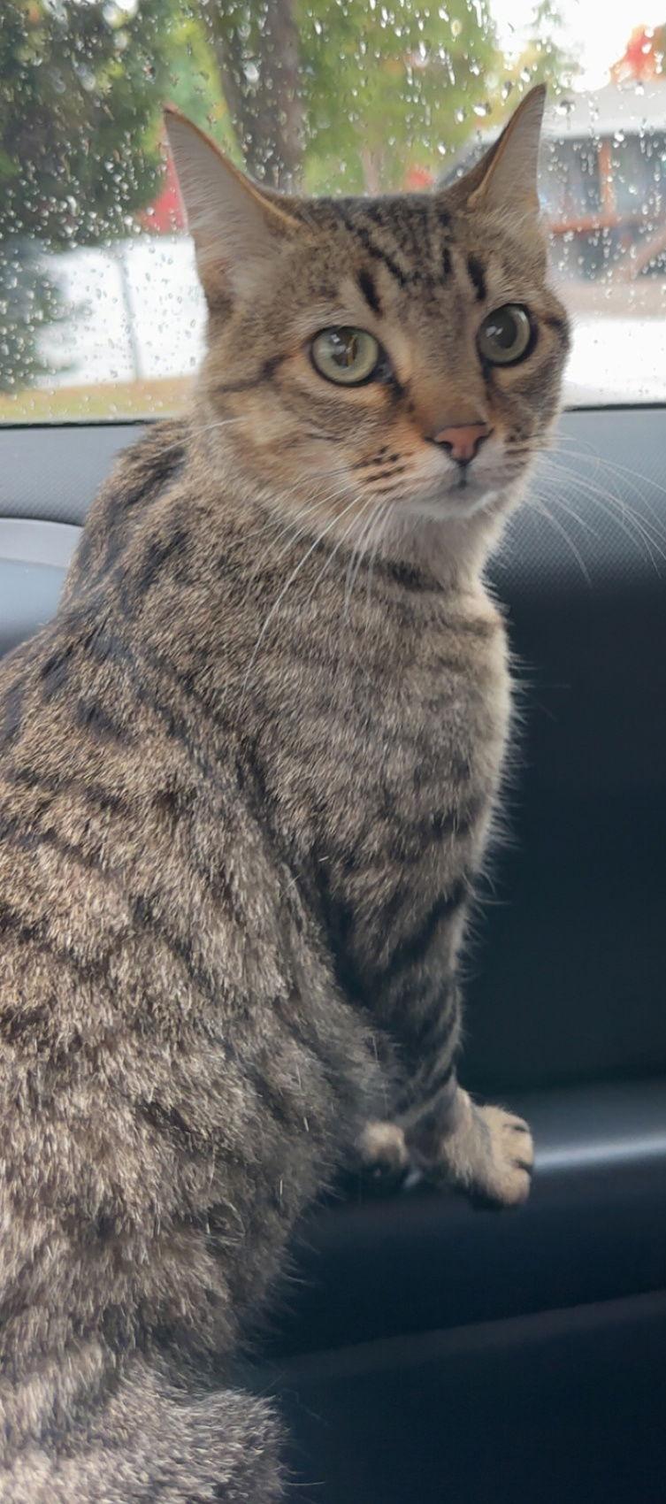 Enlarge LIZ - #1788A - Offereed by Owner, a Adoptable mixed breed in Hillsboro, OR image 1/3