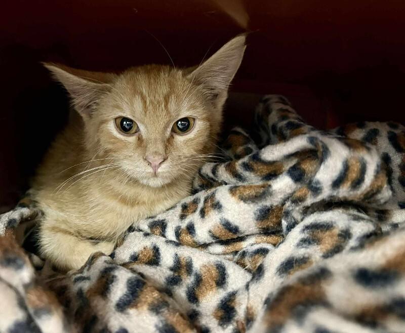 Enlarge Ziggy, a Adoptable Domestic Short Hair in MOUNT AIRY, NC image 1/2