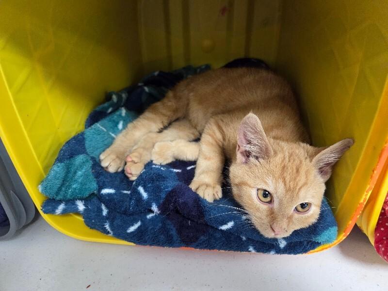 Enlarge Ziggy, a Adoptable Domestic Short Hair in MOUNT AIRY, NC image 2/2