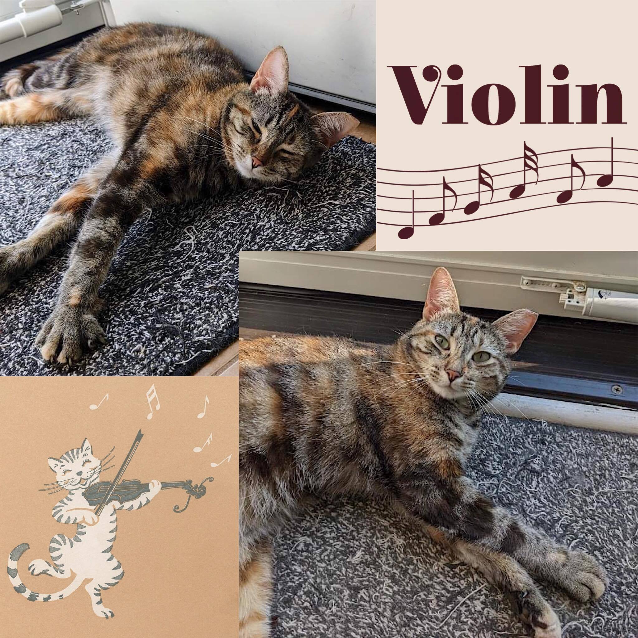 Violin - Fee Sponsored!, Adoptable, Adult Female Domestic Short Hair.