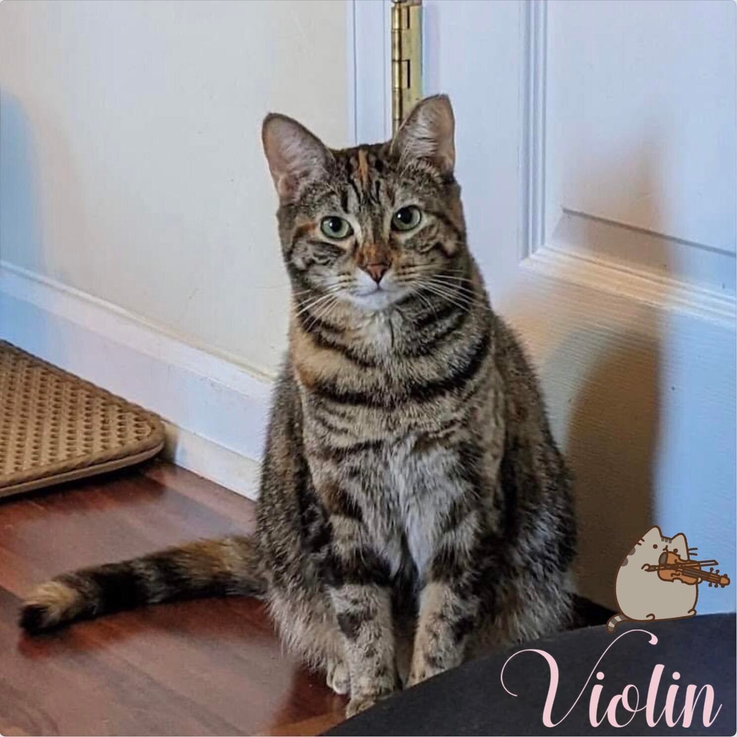 Enlarge Violin - Fee Sponsored!, a Adoptable Domestic Short Hair in Leesburg, VA image 2/5