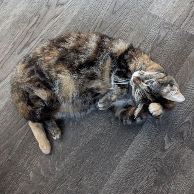 Enlarge Violin - Fee Sponsored!, a Adoptable Domestic Short Hair in Leesburg, VA image 3/5