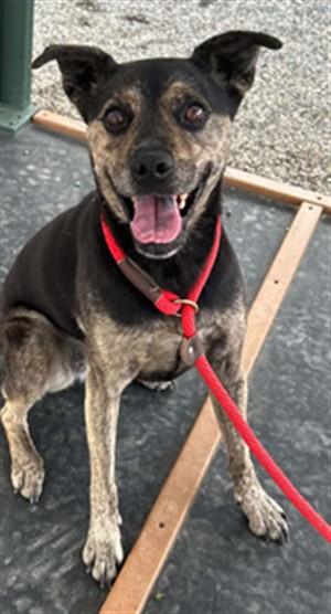 ANGIE, Adoptable, Adult Female Bull Terrier & Mixed Breed.