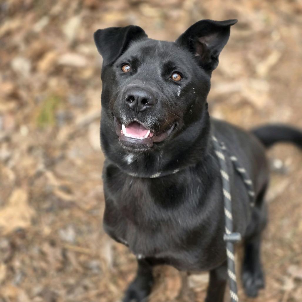 Enlarge O'Darby, a Adoptable mixed breed in Columbus, NC image 1/5