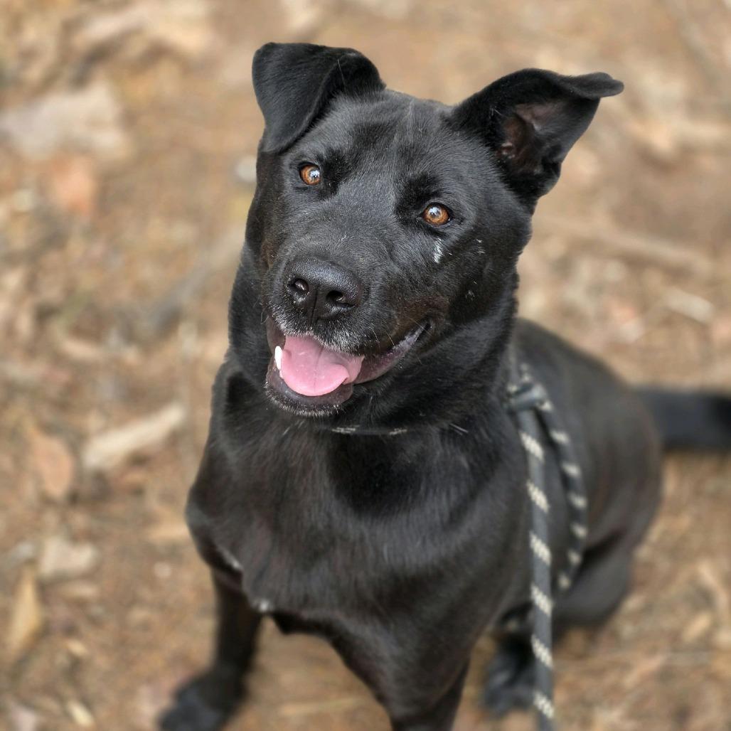 Enlarge O'Darby, a Adoptable mixed breed in Columbus, NC image 2/5