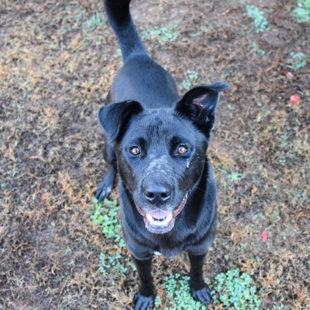 O'Darby, Adoptable, Young Male Black Labrador Retriever.