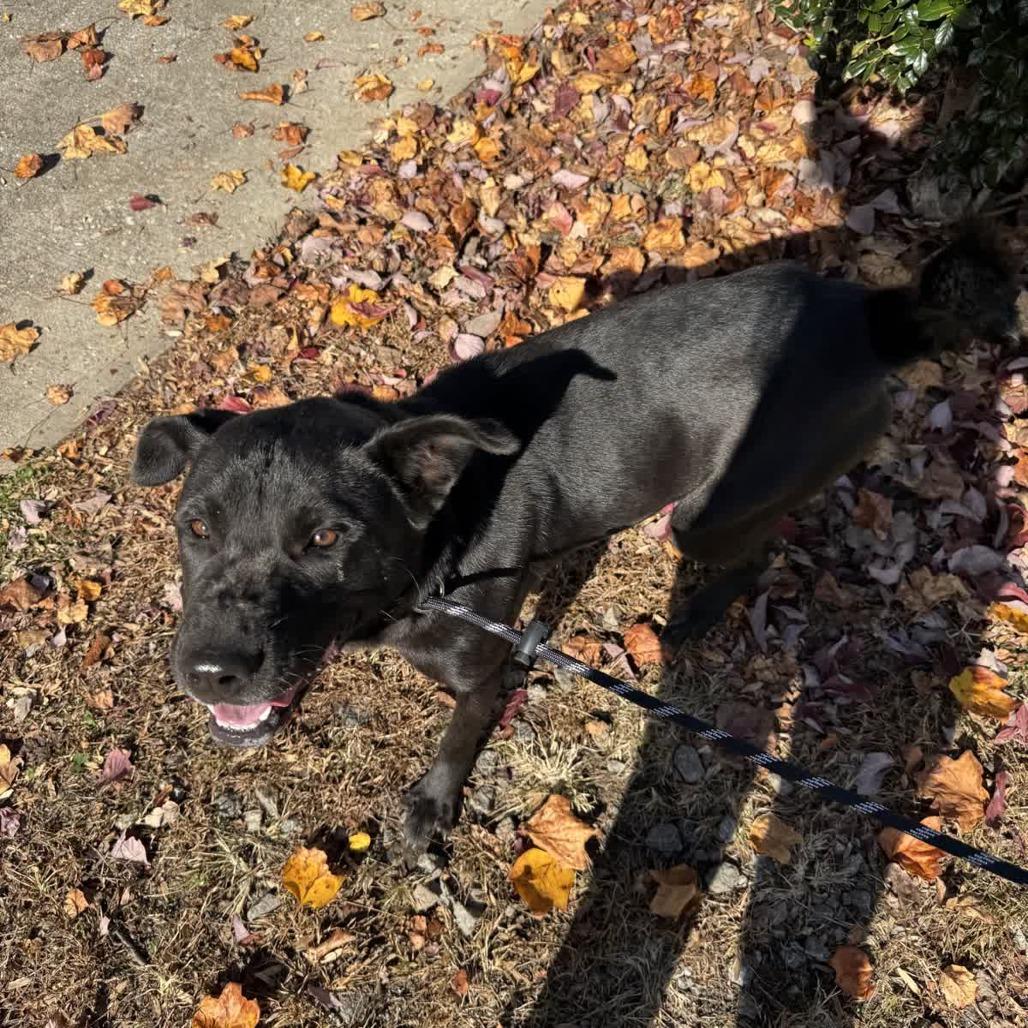 Enlarge O'Darby, a Adoptable Black Labrador Retriever in Columbus, NC image 2/3