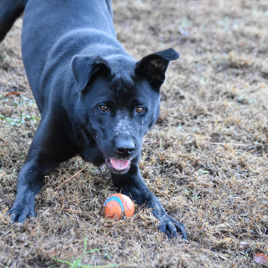 Enlarge O'Darby, a Adoptable Black Labrador Retriever in Columbus, NC image 3/3