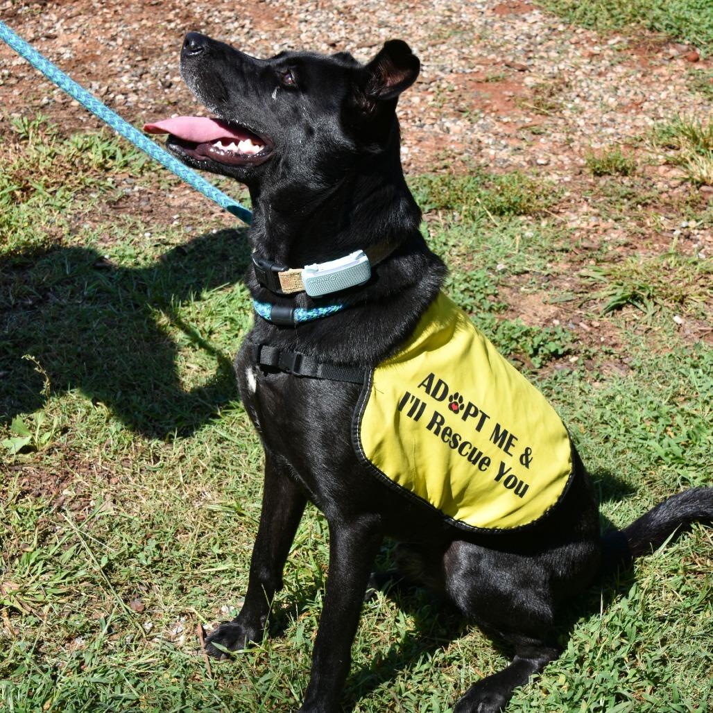 Enlarge O'Darby, a Adoptable mixed breed in Columbus, NC image 5/5