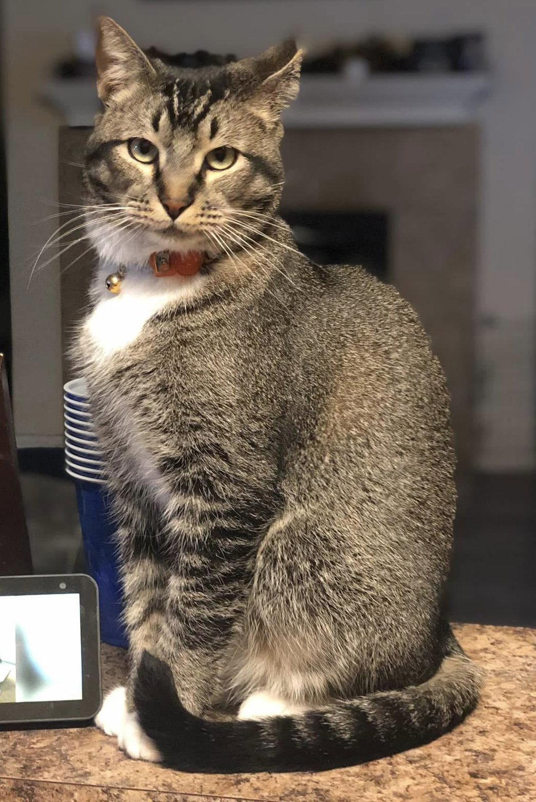 Jack Cat, Adoptable, Senior Male Domestic Short Hair.