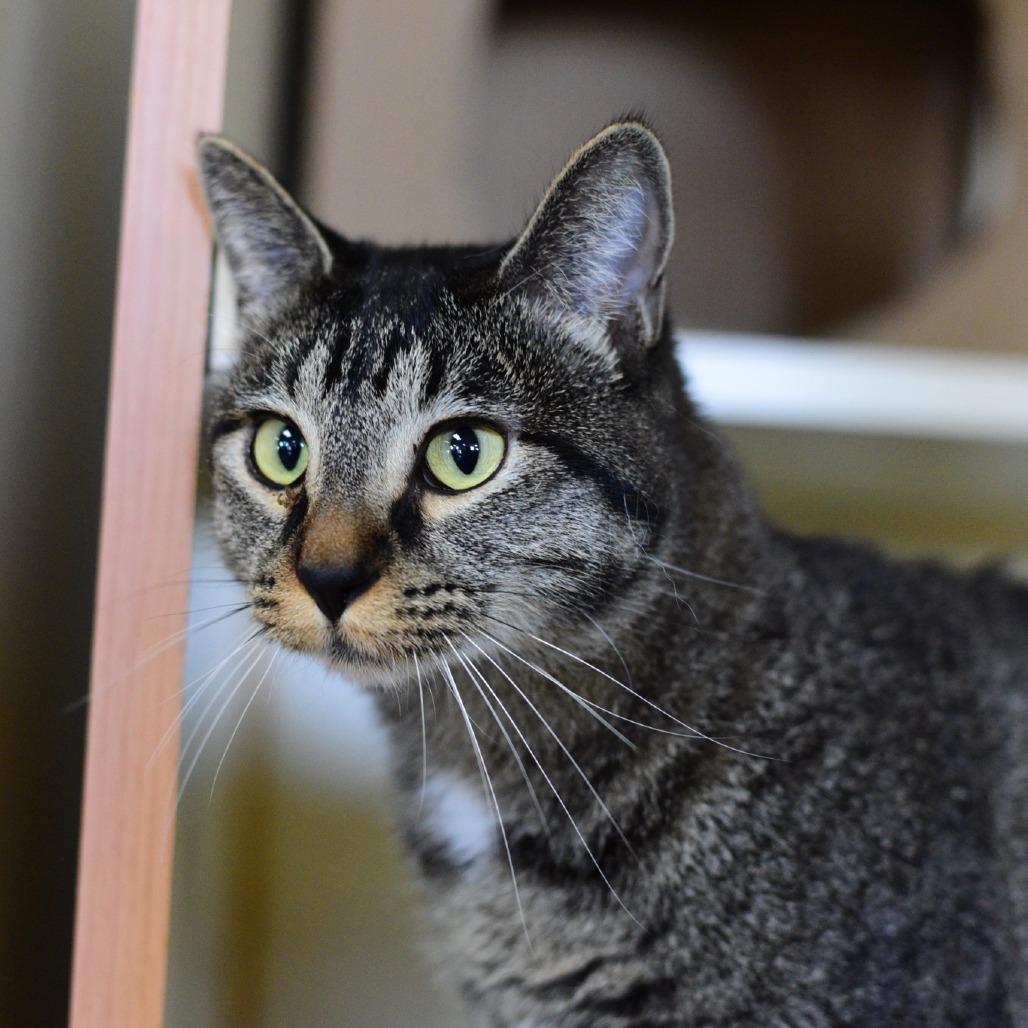 Enlarge Lady Bug, a Adoptable Domestic Short Hair in Idaho Falls, ID image 1/2