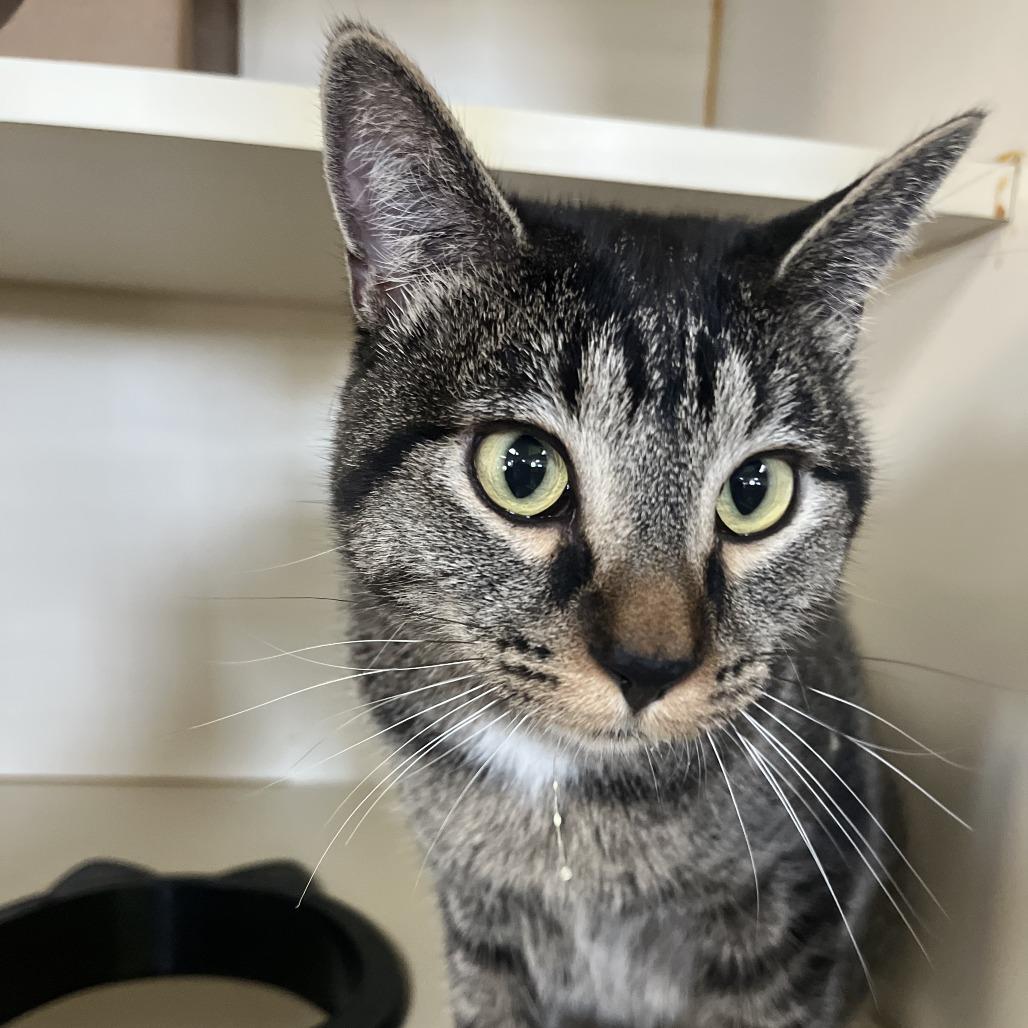 Enlarge Lady Bug, a Adoptable Domestic Short Hair in Idaho Falls, ID image 2/2