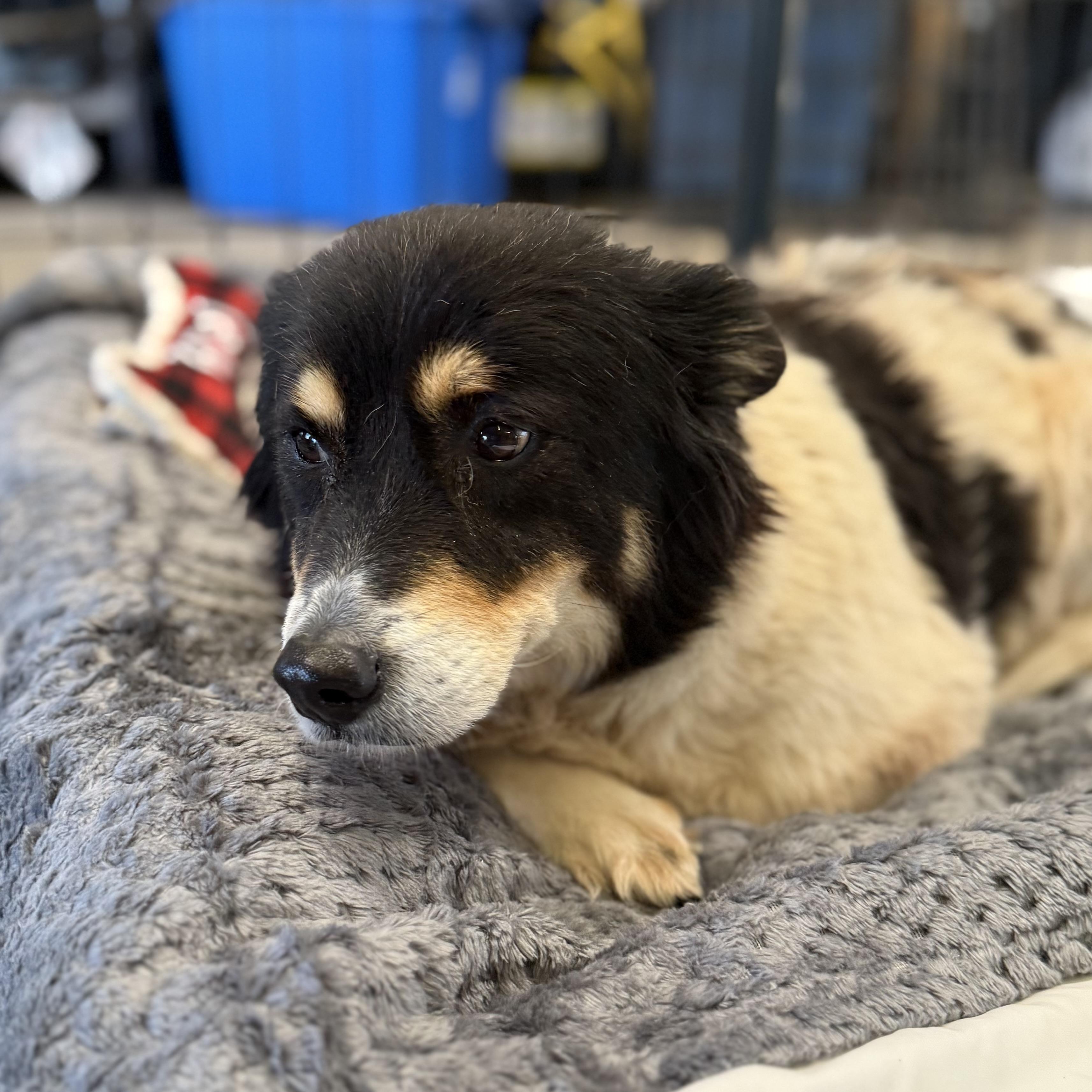 Enlarge Rezzy, a Adoptable mixed breed in New York, NY image 2/6