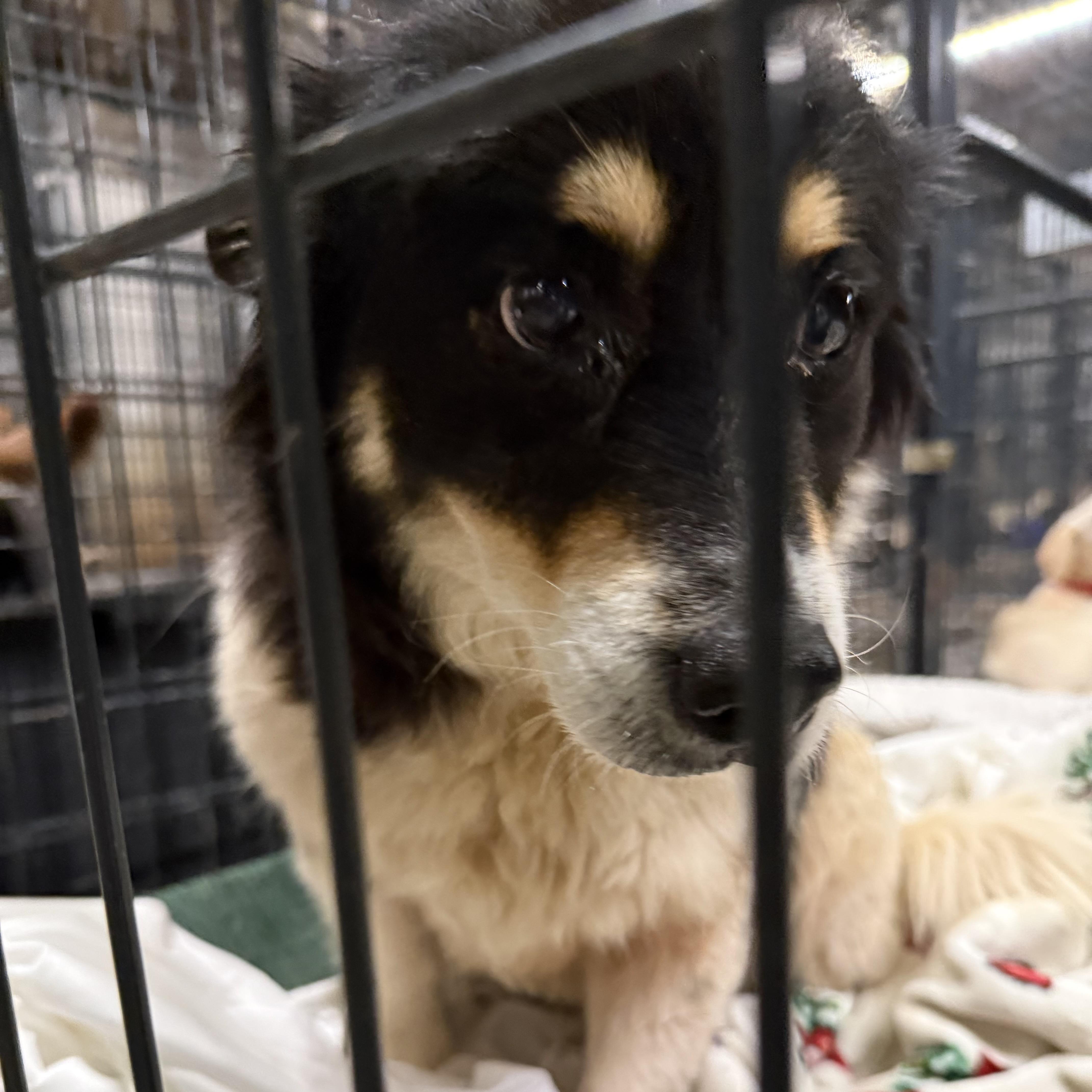 Enlarge Rezzy, a Adoptable mixed breed in New York, NY image 4/6