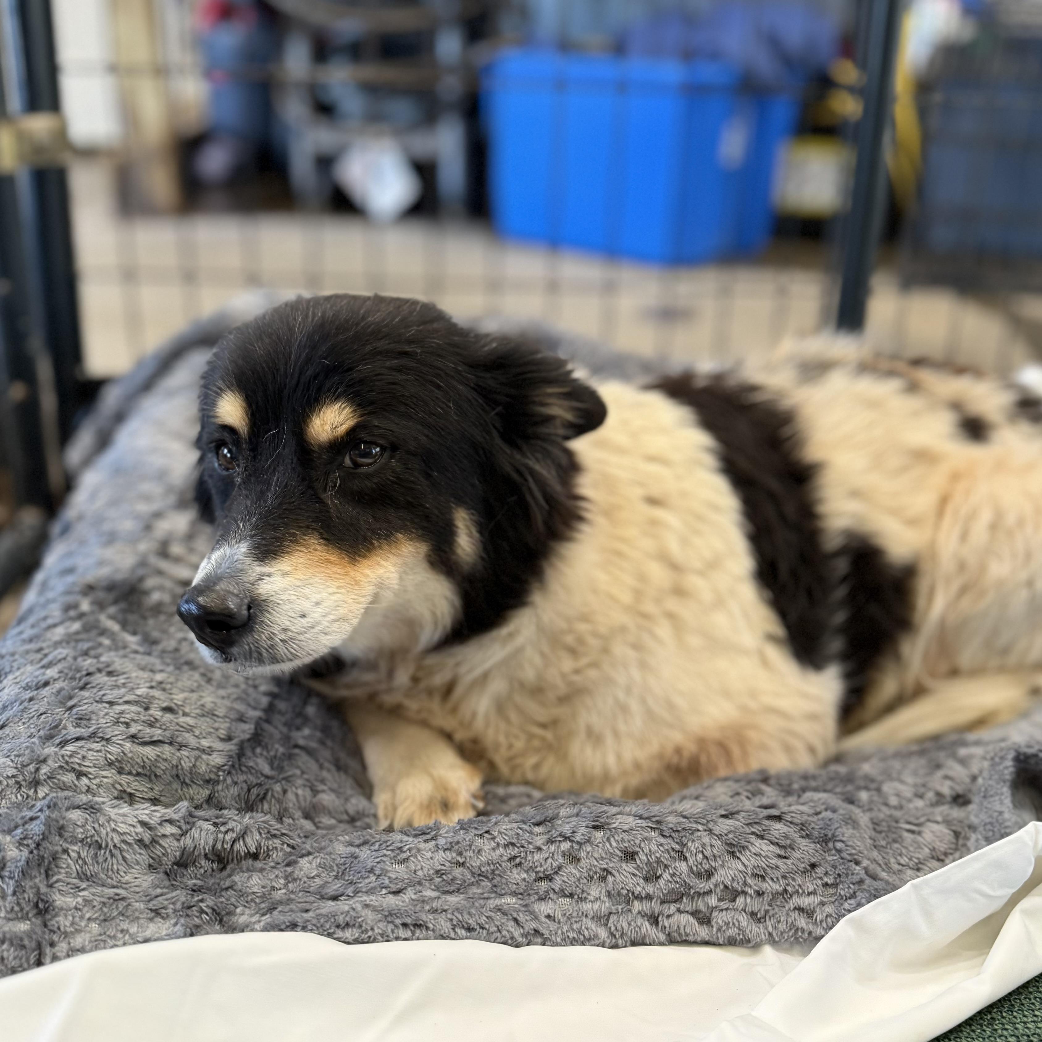 Enlarge Rezzy, a Adoptable mixed breed in New York, NY image 5/6