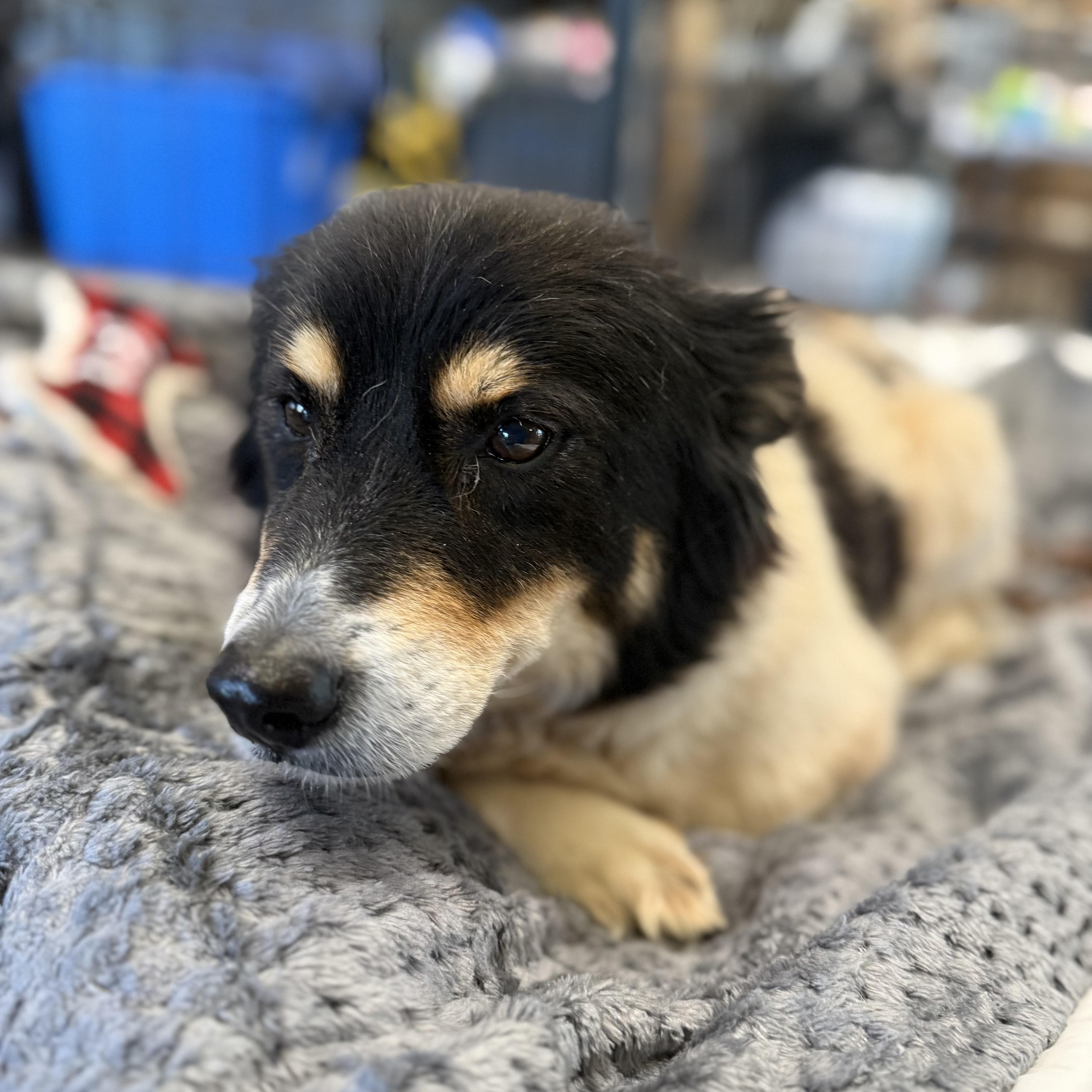 Enlarge Rezzy, a Adoptable mixed breed in New York, NY image 1/6