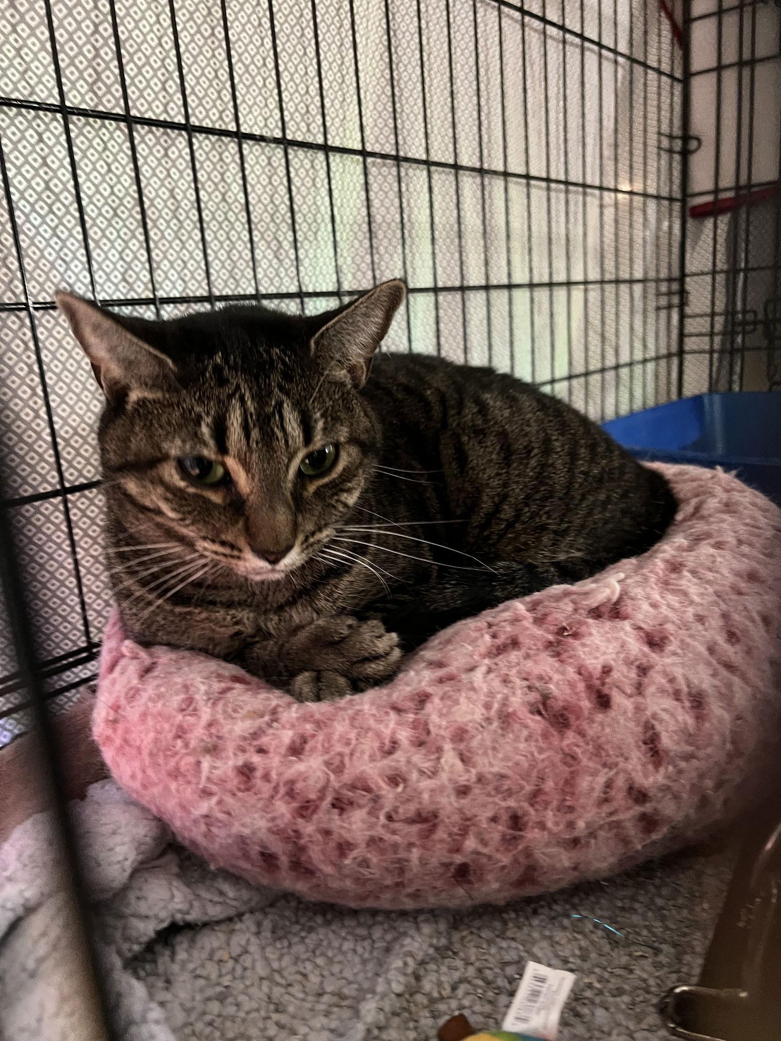 Enlarge Jalepeno, a Adoptable Tabby in Philadelphia, PA image 1/3