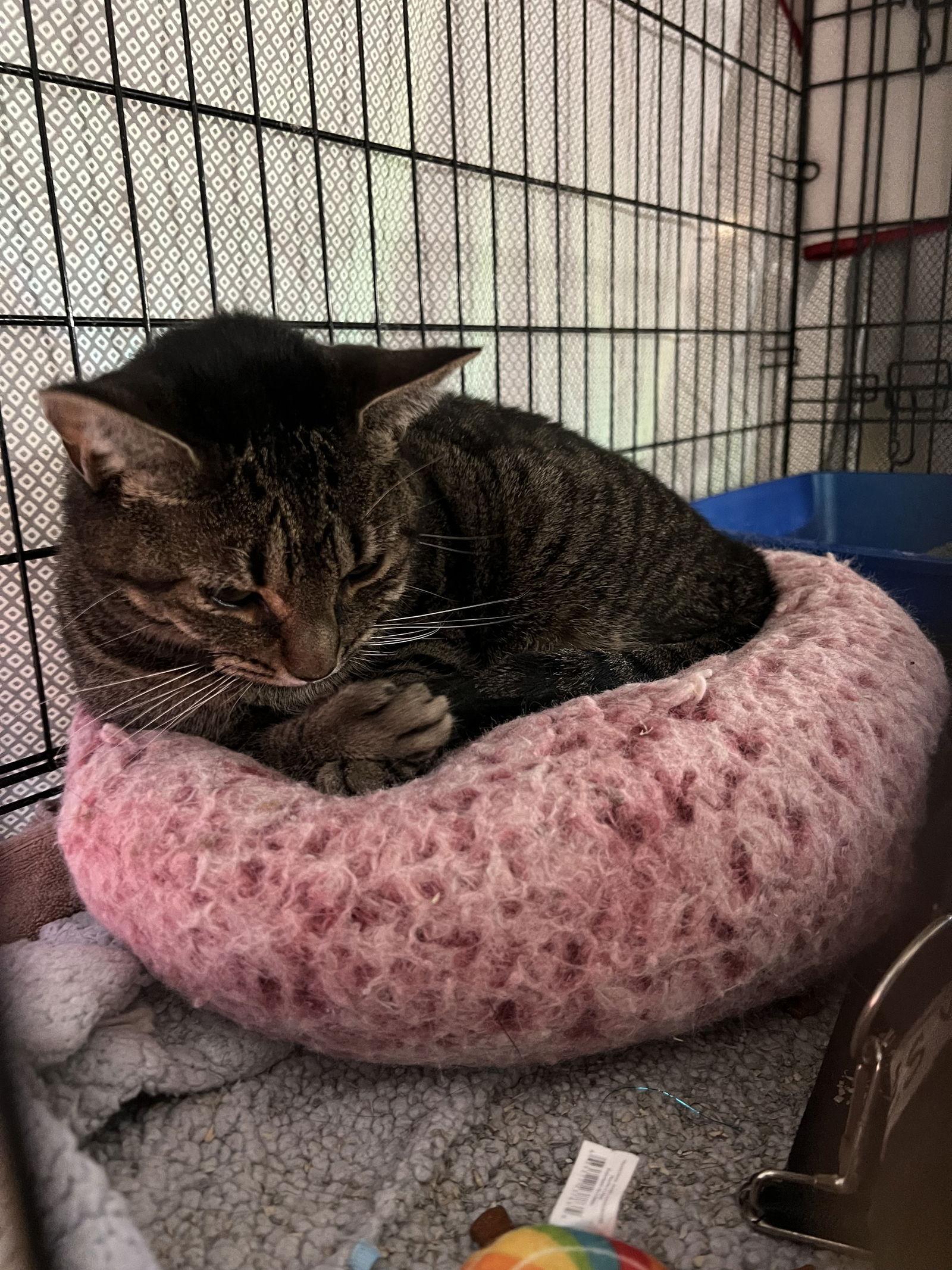 Enlarge Jalepeno, a Adoptable Tabby in Philadelphia, PA image 3/3