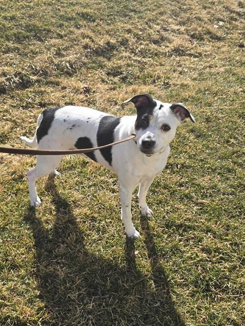 TASHA, Adoptable, Young Female Australian Cattle Dog / Blue Heeler & Mixed Breed.