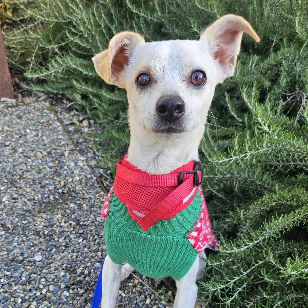 Miso, Adoptable, Adult Male Mixed Breed.