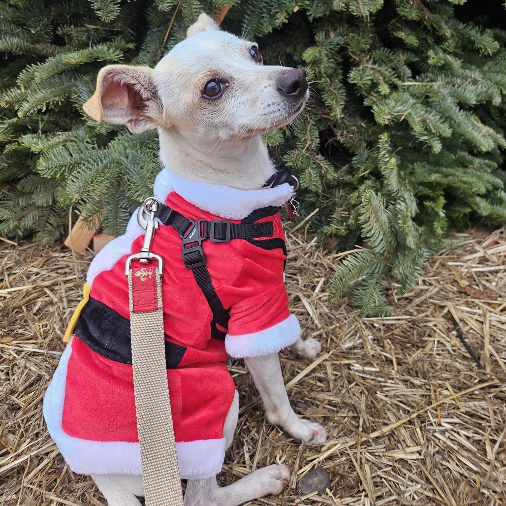 Enlarge Miso, a Adoptable Mixed Breed in Sonoma, CA image 2/6