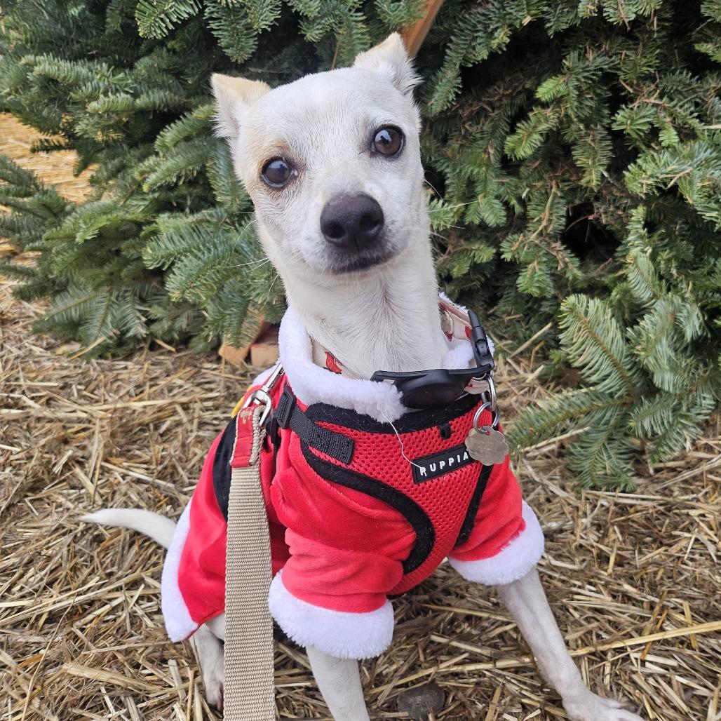 Miso, a Adoptable Mixed Breed in Sonoma, CA image 2/6