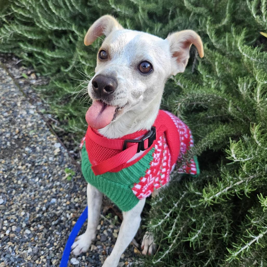 Miso, a Adoptable Mixed Breed in Sonoma, CA image 4/6