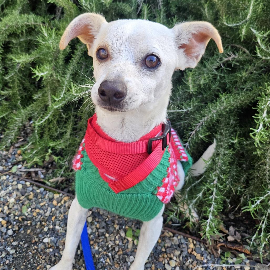 Enlarge Miso, a Adoptable Mixed Breed in Sonoma, CA image 3/6