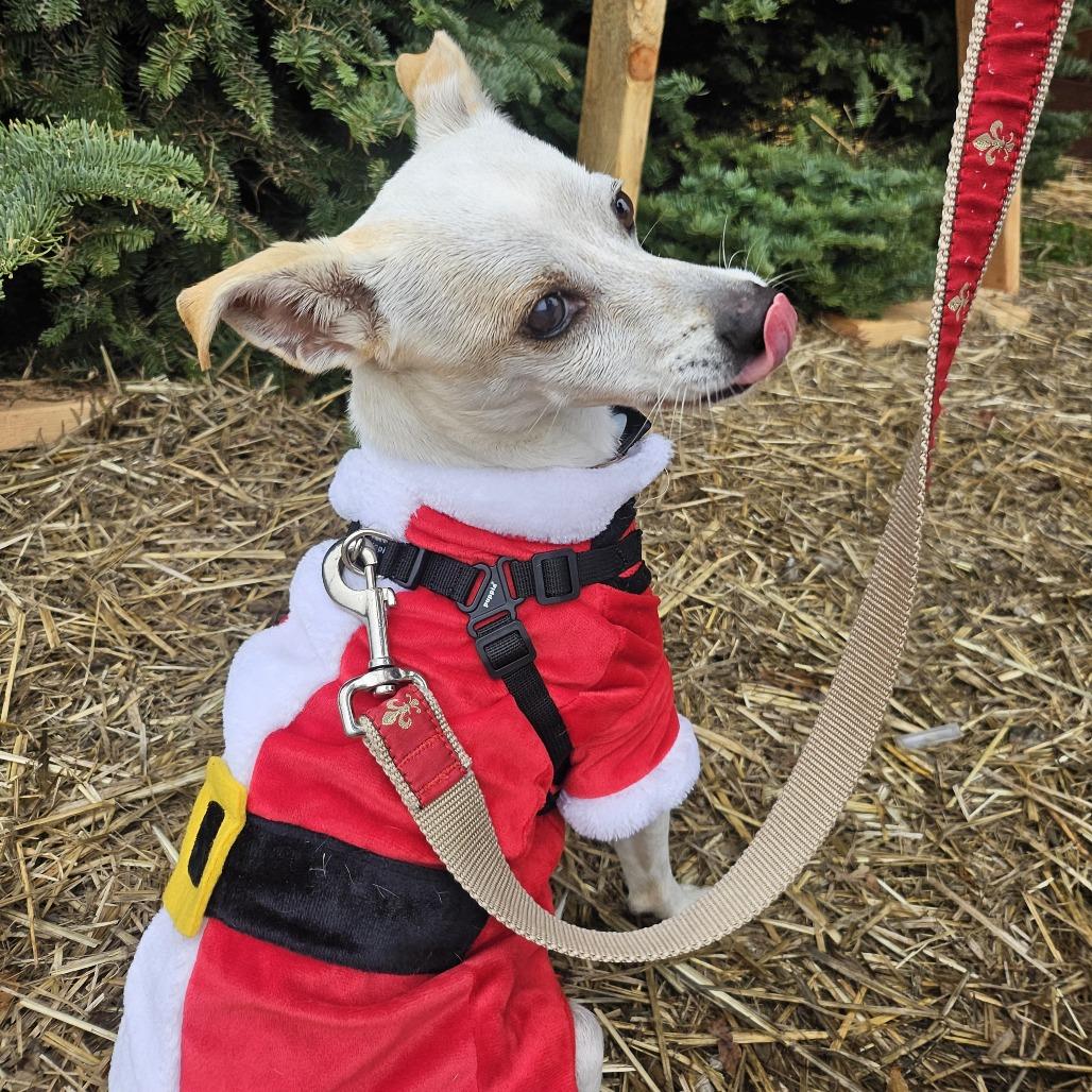 Miso, a Adoptable Mixed Breed in Sonoma, CA image 5/6