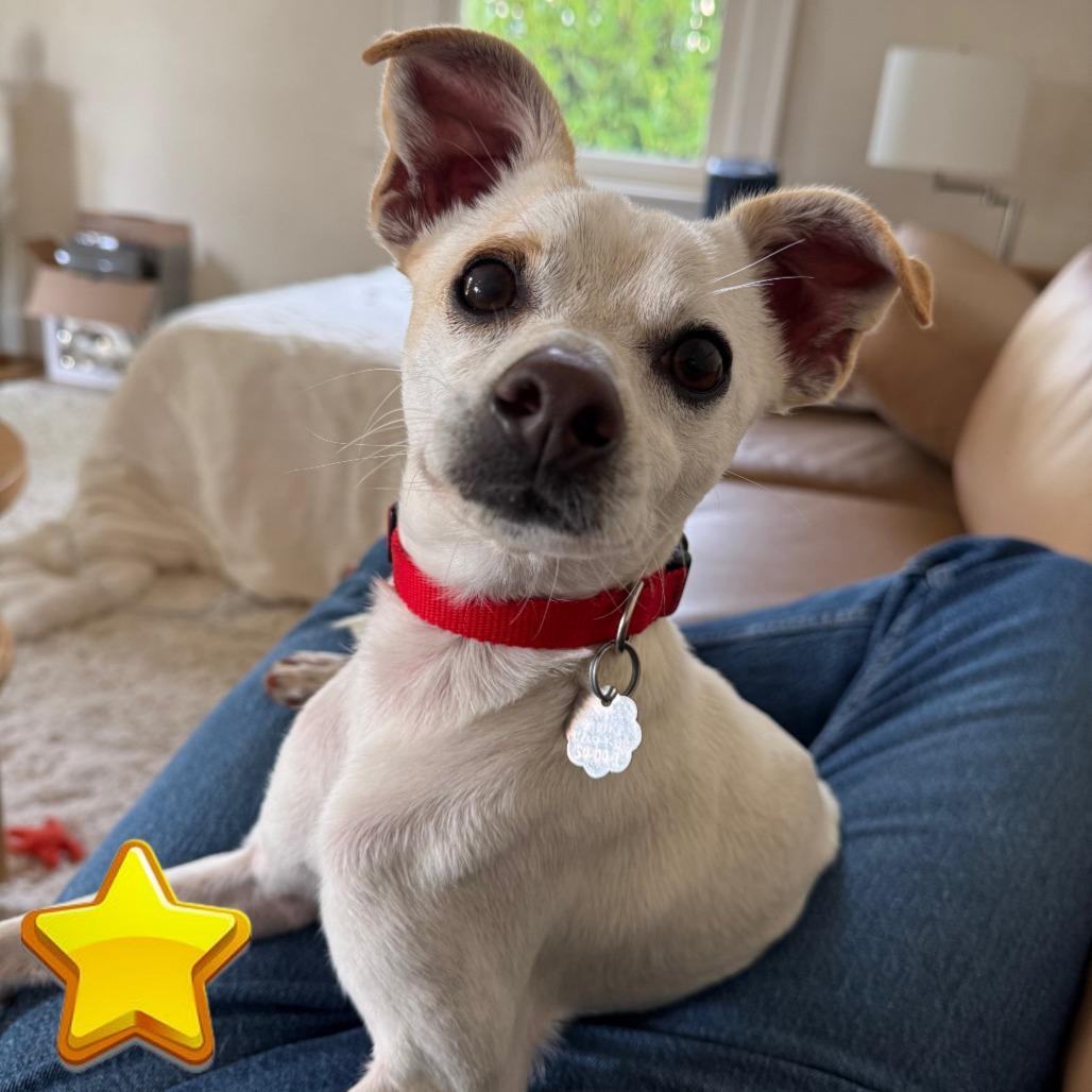 Enlarge Miso, a Adoptable Mixed Breed in Sonoma, CA image 4/6