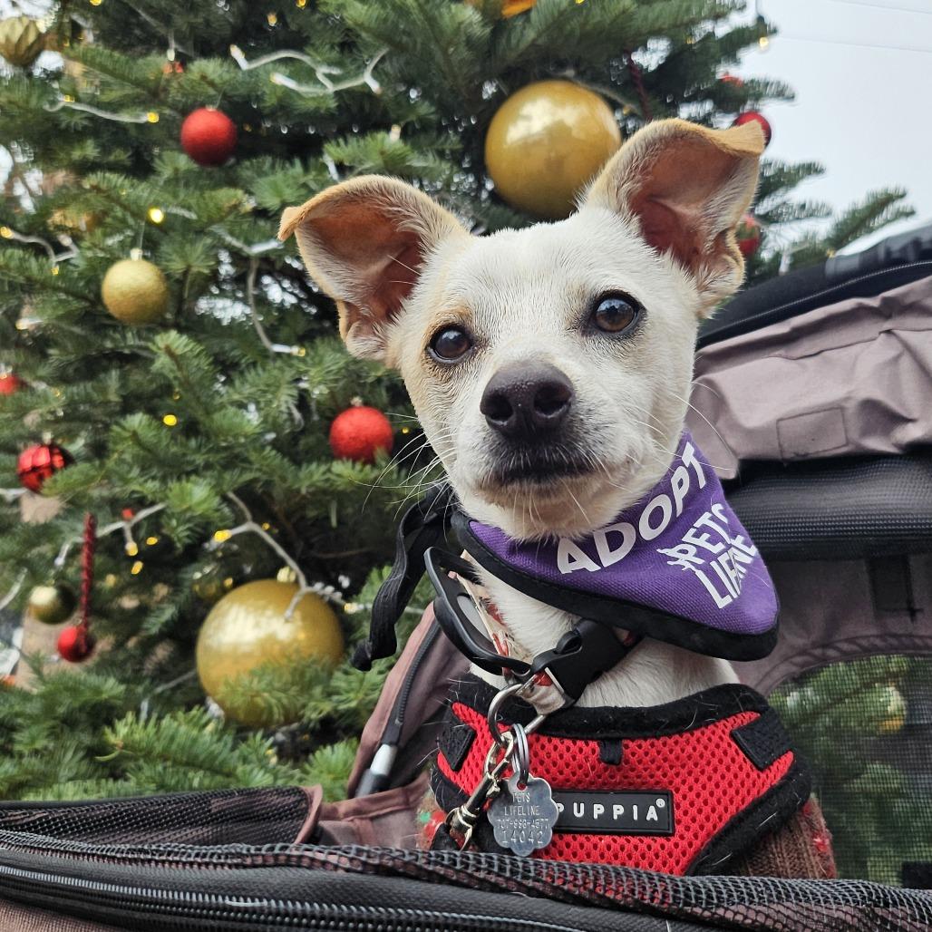 Enlarge Miso, a Adoptable Mixed Breed in Sonoma, CA image 5/6