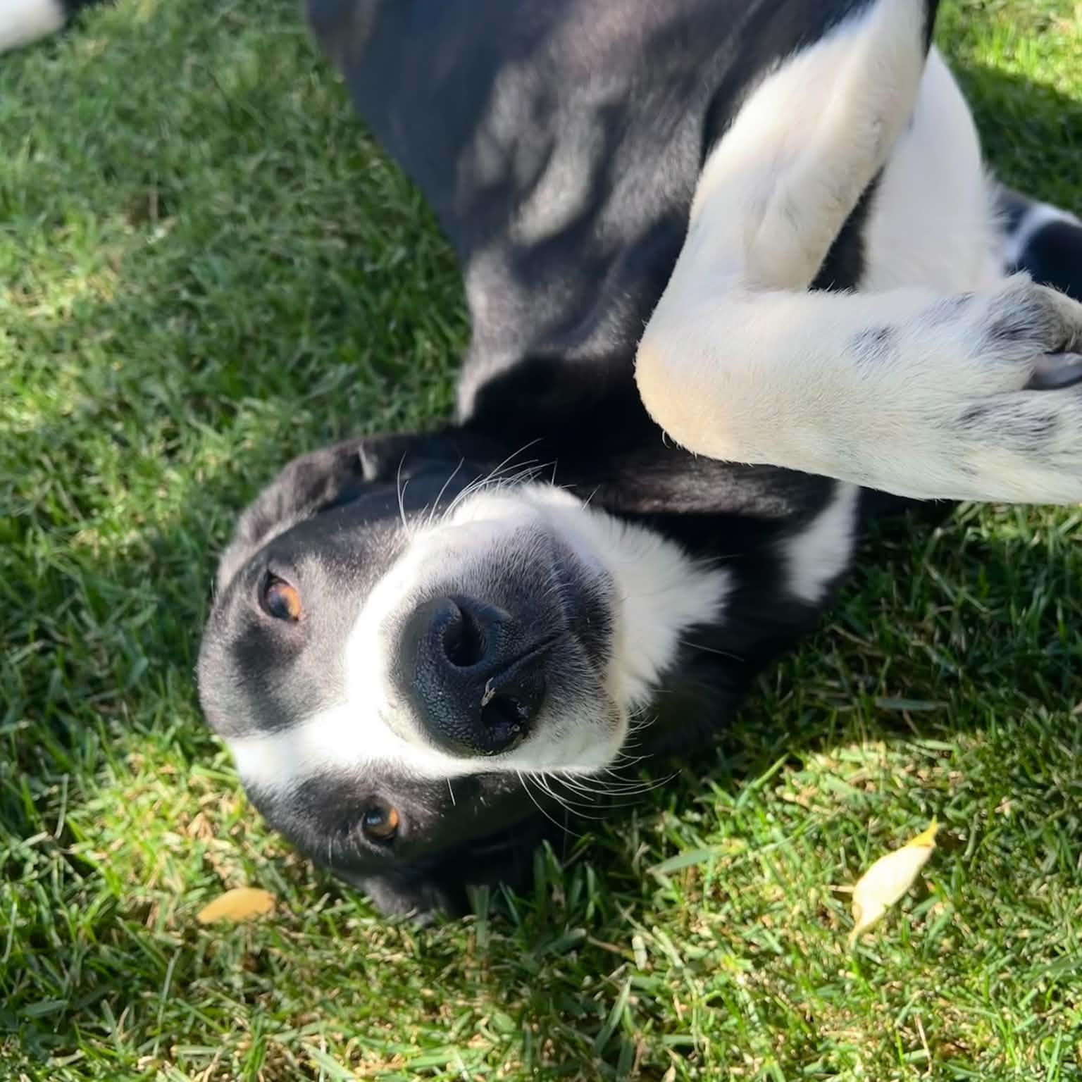 Enlarge Rocky, a Adoptable mixed breed in Mead, CO image 6/6