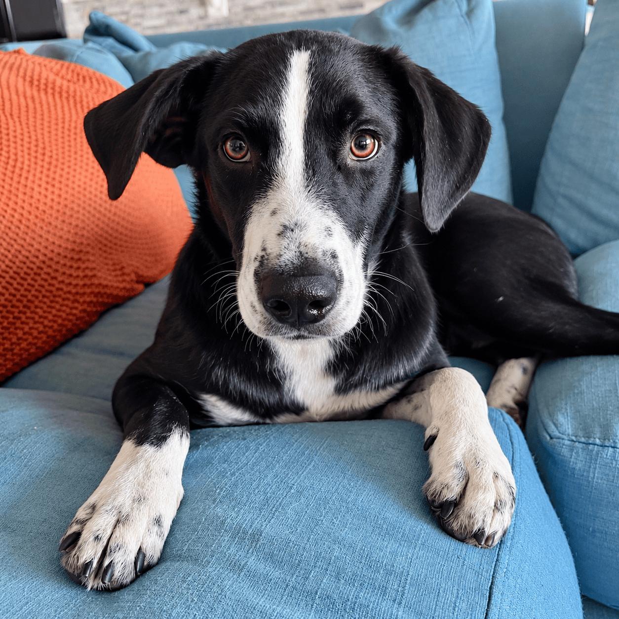 Enlarge Rocky, a Adoptable mixed breed in Mead, CO image 1/6