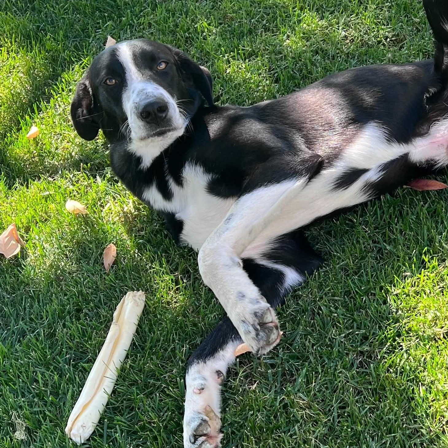 Enlarge Rocky, a Adoptable mixed breed in Mead, CO image 2/6