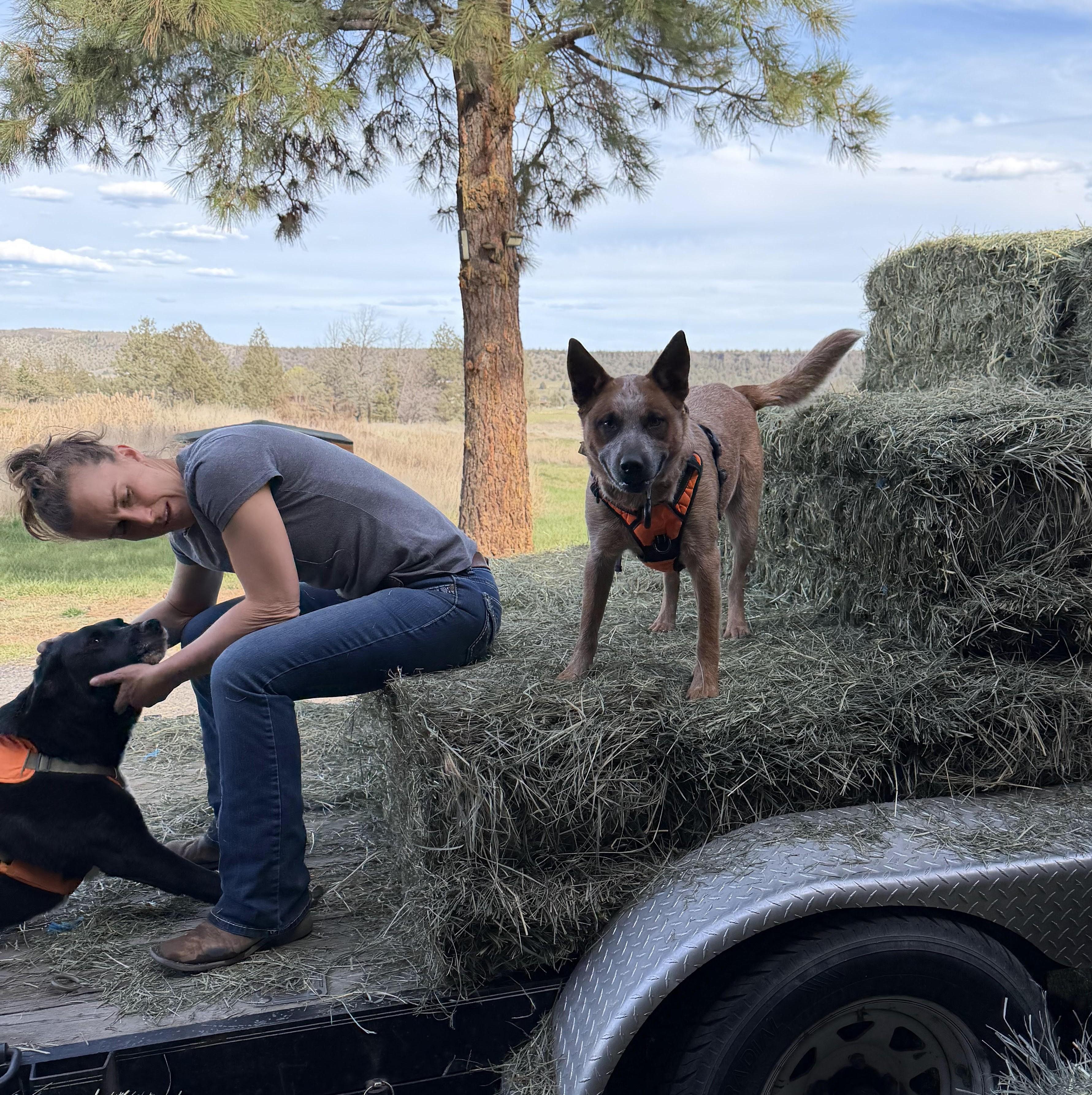 Bosco, a ADOPTABLE Cattle Dog in Bend, OR image 2/6