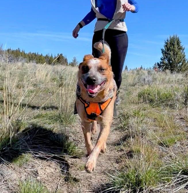 Bosco, a ADOPTABLE Cattle Dog in Bend, OR image 3/6
