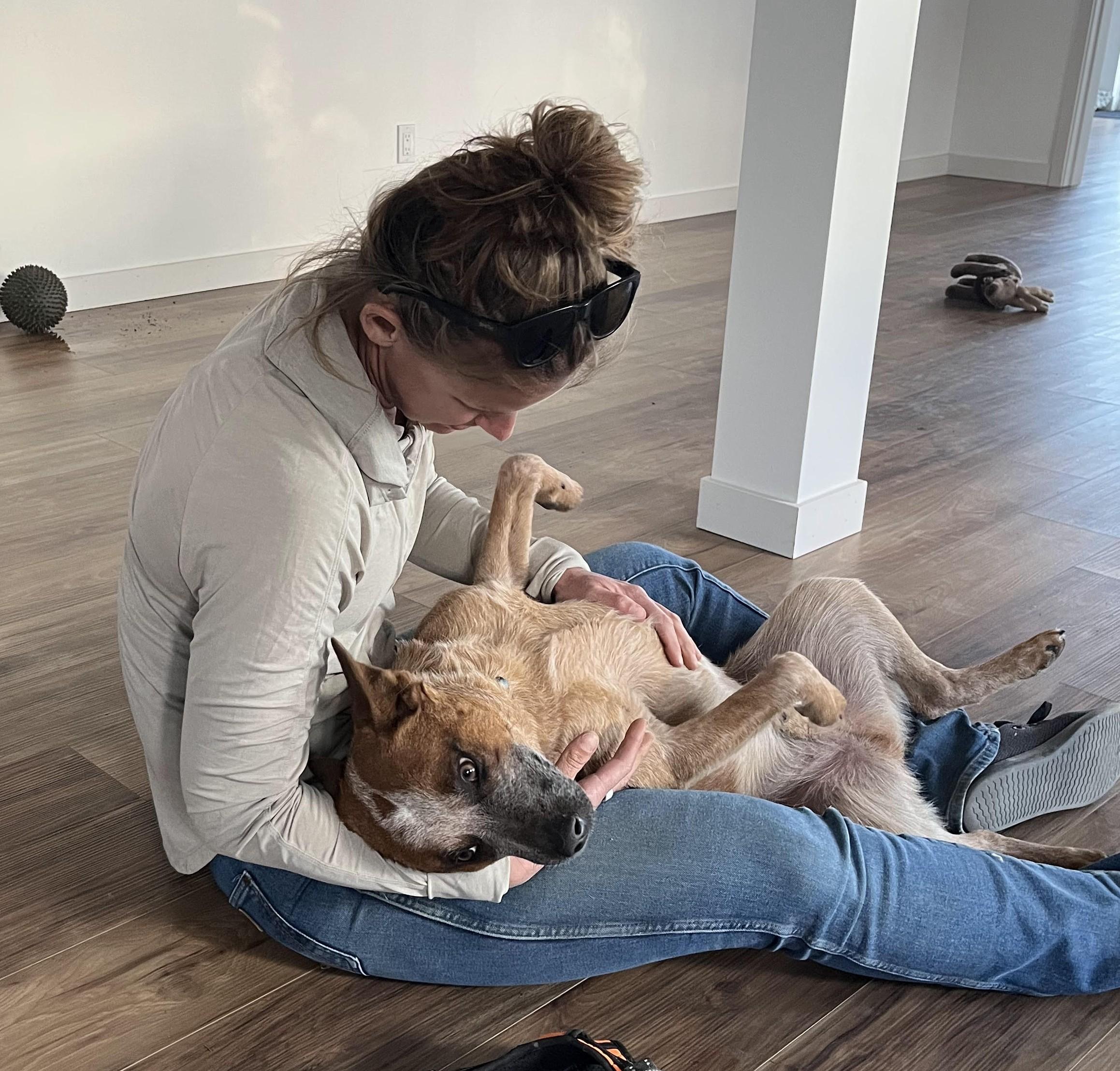 Bosco, a ADOPTABLE Cattle Dog in Bend, OR image 6/6