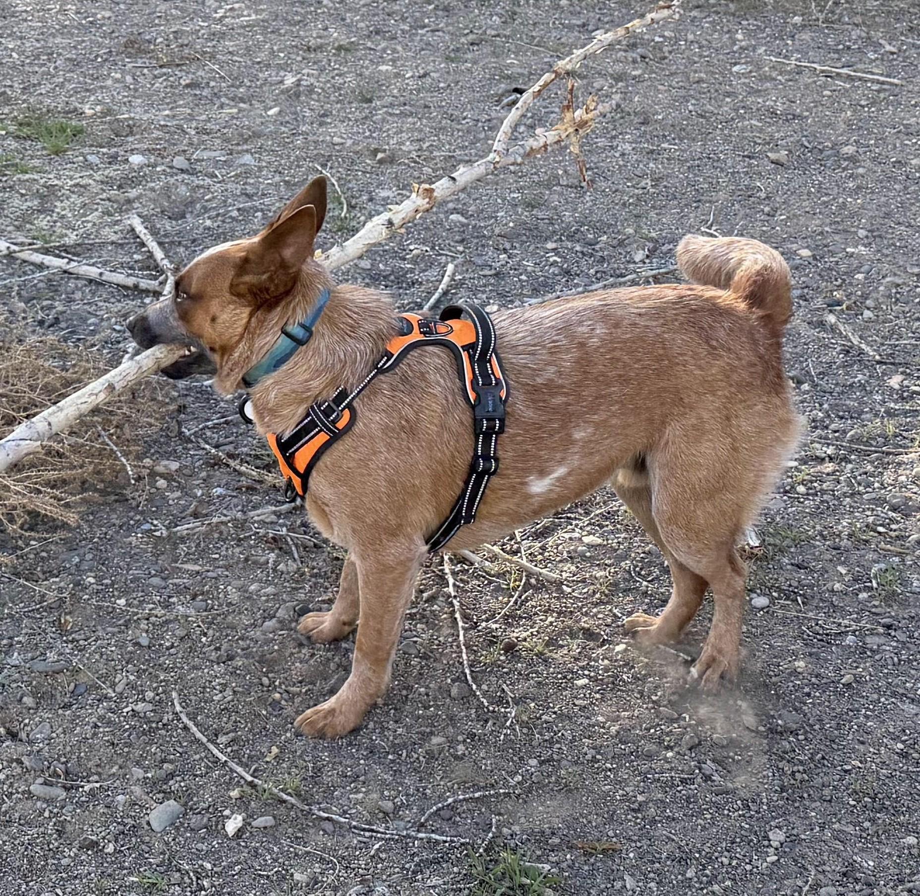 Bosco, a ADOPTABLE Cattle Dog in Bend, OR image 5/6