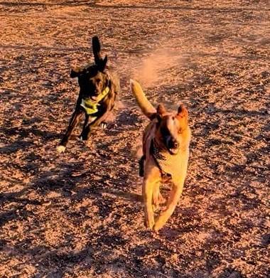 Bosco, a ADOPTABLE Cattle Dog in Bend, OR image 4/6