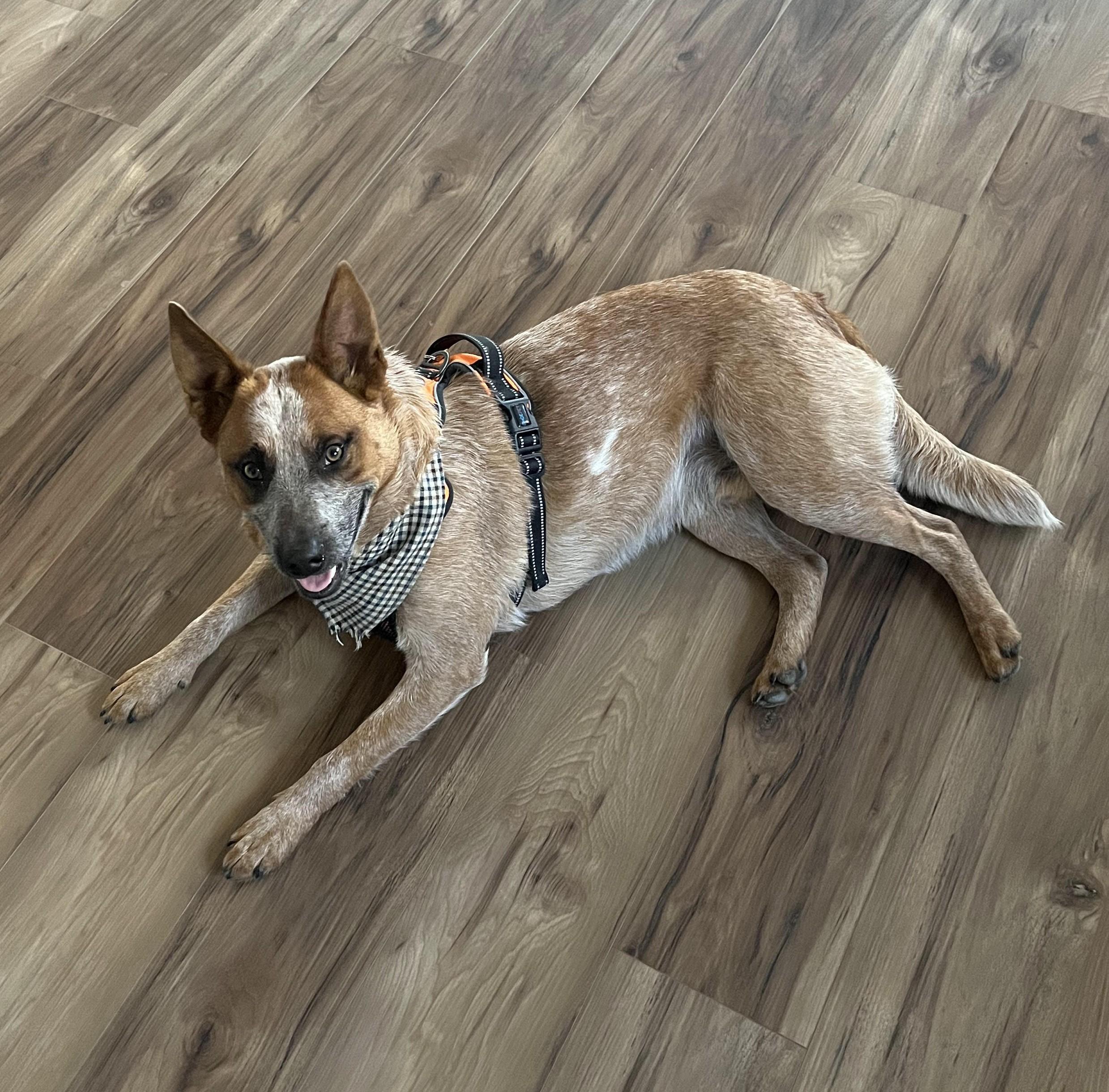Bosco, a ADOPTABLE Cattle Dog in Bend, OR image 1/6