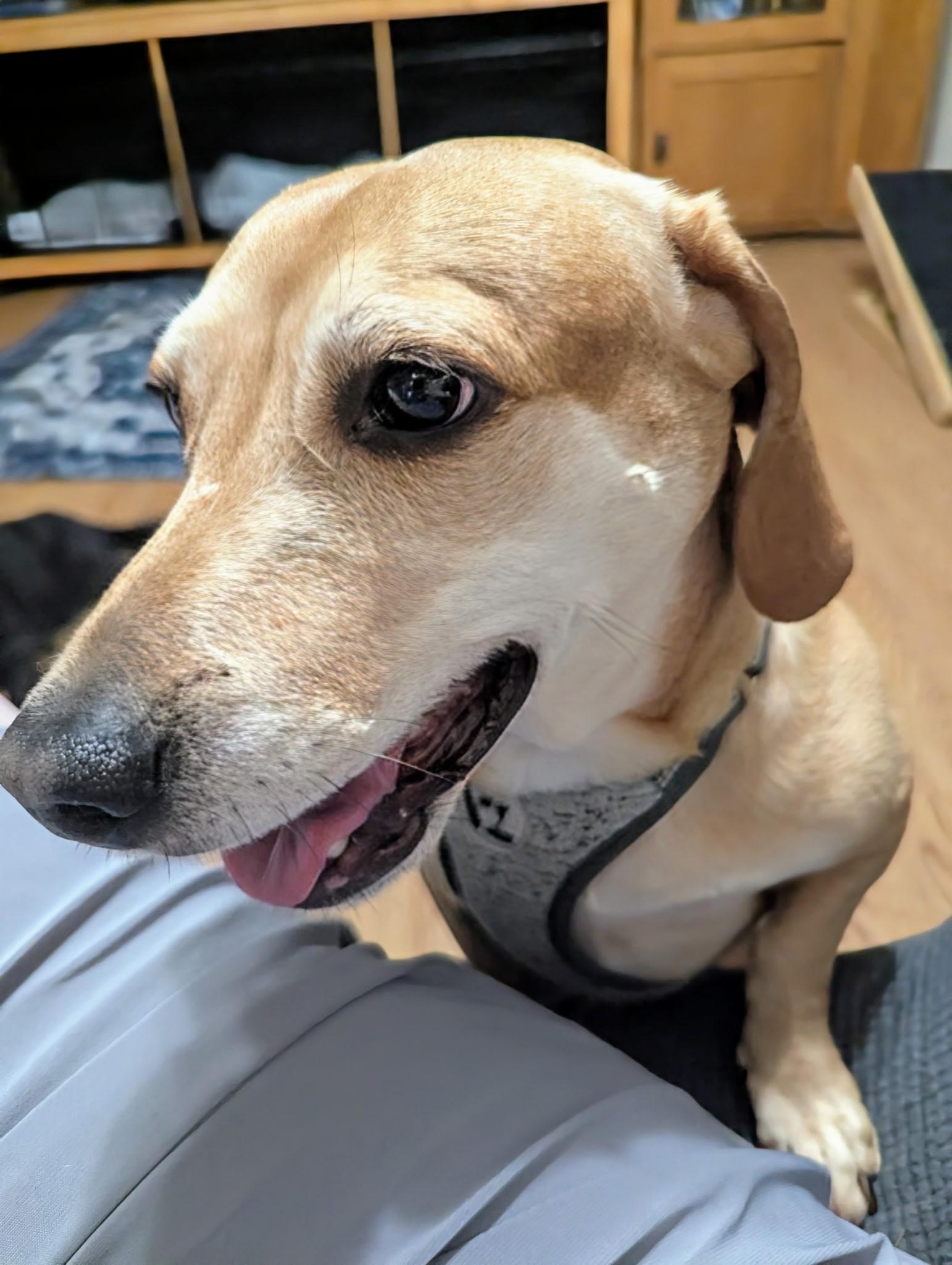 Caramel, Adopted, Adult Female Dachshund & Beagle.