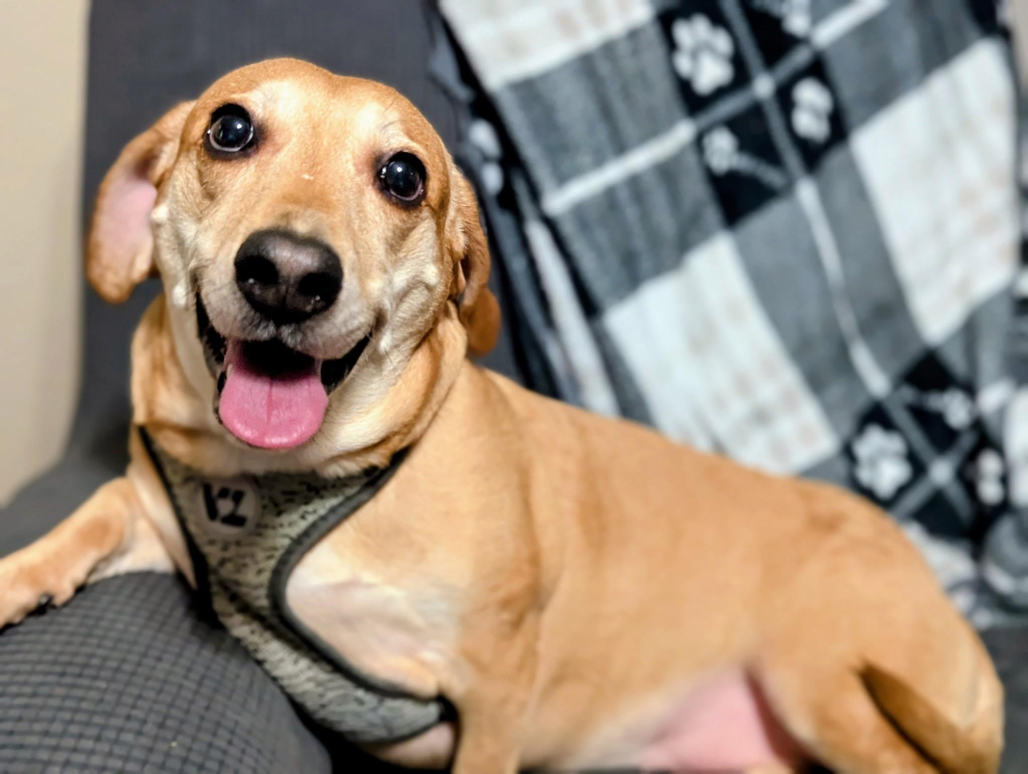 Caramel, a Adopted mixed breed in Plant City, FL image 2/2