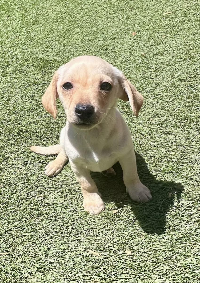 Enlarge King Henry IV, a ADOPTABLE mixed breed in El Cajon, CA image 1/1