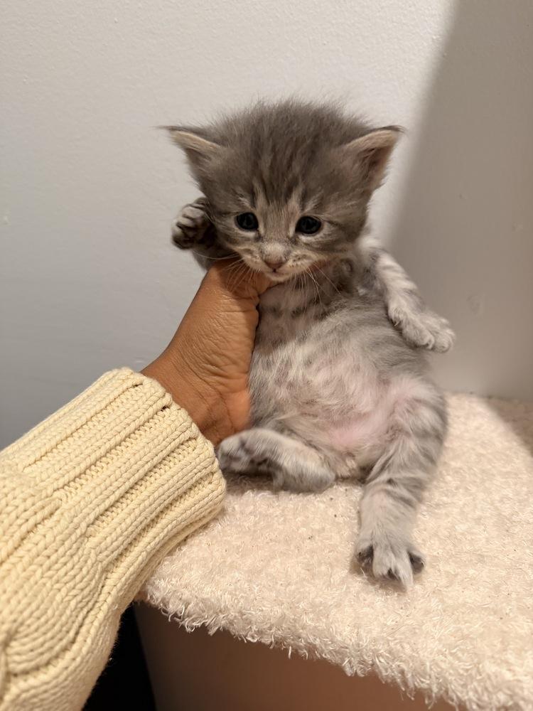 Poached Egg, Adoptable, Kitten Female Tabby.